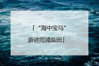“海中宝马”游进霞浦盐田