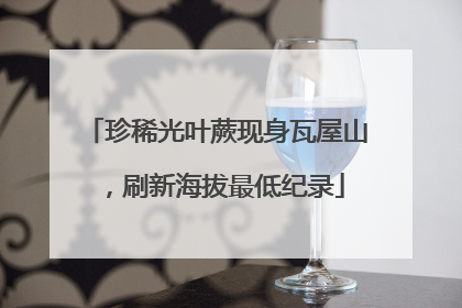 珍稀光叶蕨现身瓦屋山，刷新海拔最低纪录