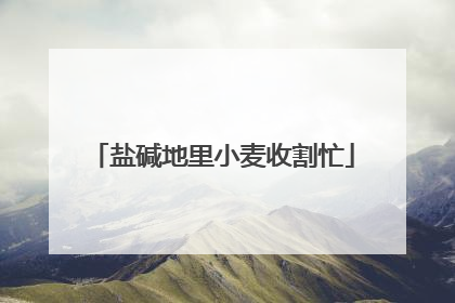 盐碱地里小麦收割忙