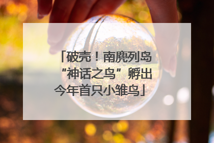 破壳！南麂列岛“神话之鸟”孵出今年首只小雏鸟