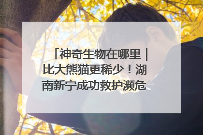 神奇生物在哪里｜比大熊猫更稀少！湖南新宁成功救护濒危鸟类海南鳽