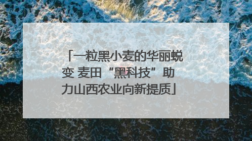 一粒黑小麦的华丽蜕变 麦田“黑科技”助力山西农业向新提质