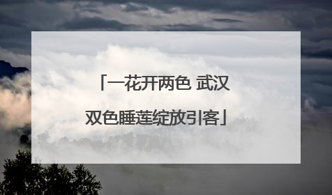 一花开两色 武汉双色睡莲绽放引客