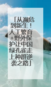 从濒危到新生！人工繁育+野外保护让中国绿孔雀走上种群逆袭之路