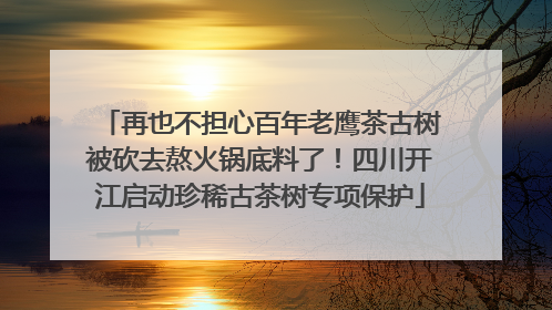 再也不担心百年老鹰茶古树被砍去熬火锅底料了！四川开江启动珍稀古茶树专项保护