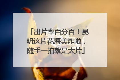 出片率百分百！昆明这片花海美炸啦，随手一拍就是大片