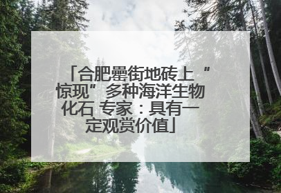 合肥罍街地砖上“惊现”多种海洋生物化石 专家：具有一定观赏价值