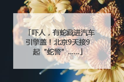 吓人，有蛇藏进汽车引擎盖！北京9天接9起“蛇警”……