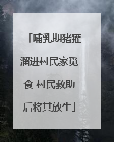 哺乳期猪獾溜进村民家觅食 村民救助后将其放生