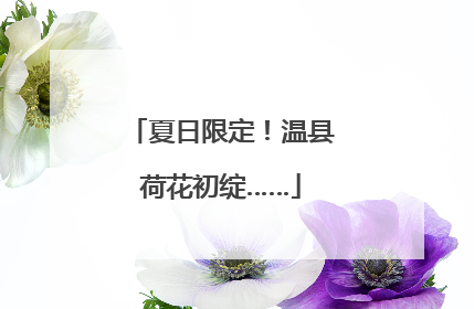 夏日限定！温县荷花初绽……