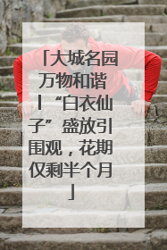 大城名园 万物和谐│“白衣仙子”盛放引围观，花期仅剩半个月