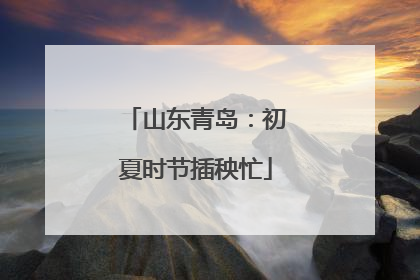 山东青岛：初夏时节插秧忙