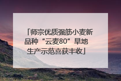 师宗优质强筋小麦新品种“云麦80”旱地生产示范喜获丰收