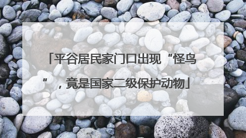 平谷居民家门口出现“怪鸟”，竟是国家二级保护动物