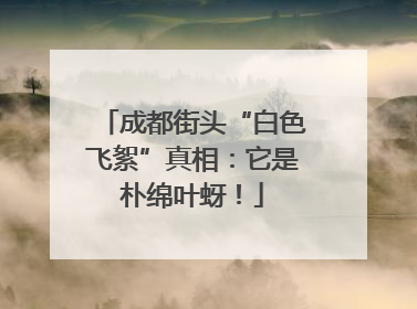 成都街头“白色飞絮”真相：它是朴绵叶蚜！