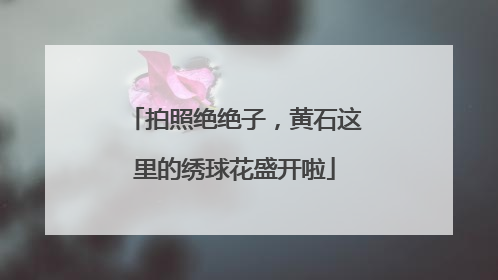 拍照绝绝子，黄石这里的绣球花盛开啦