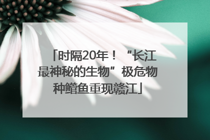 时隔20年！“长江最神秘的生物”极危物种鳤鱼重现赣江