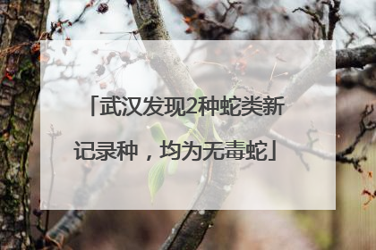 武汉发现2种蛇类新记录种，均为无毒蛇