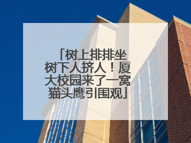 树上排排坐 树下人挤人！厦大校园来了一窝猫头鹰引围观