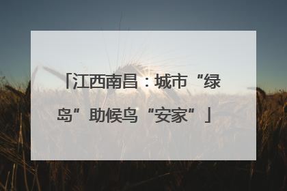 江西南昌：城市“绿岛”助候鸟“安家”