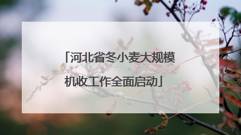 河北省冬小麦大规模机收工作全面启动