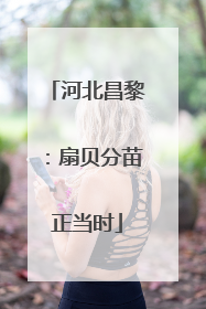 河北昌黎：扇贝分苗正当时