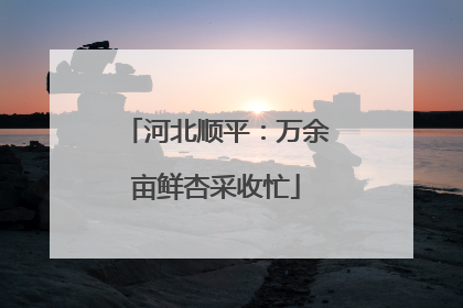 河北顺平：万余亩鲜杏采收忙