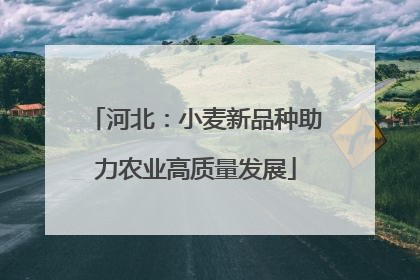 河北：小麦新品种助力农业高质量发展