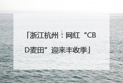 浙江杭州：网红“CBD麦田”迎来丰收季