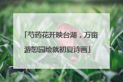 芍药花开映台湖，万亩游憩园绘就初夏诗画