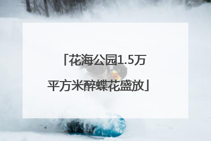 花海公园1.5万平方米醉蝶花盛放