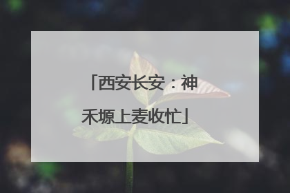 西安长安：神禾塬上麦收忙