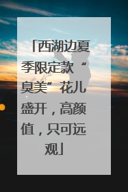 西湖边夏季限定款“臭美”花儿盛开，高颜值，只可远观