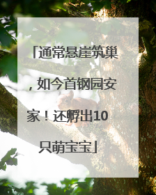 通常悬崖筑巢，如今首钢园安家！还孵出10只萌宝宝