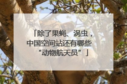 除了果蝇、涡虫，中国空间站还有哪些“动物航天员”