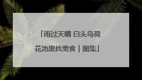 雨过天晴 白头鸟荷花池里找美食｜图集