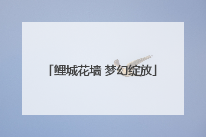 鲤城花墙 梦幻绽放