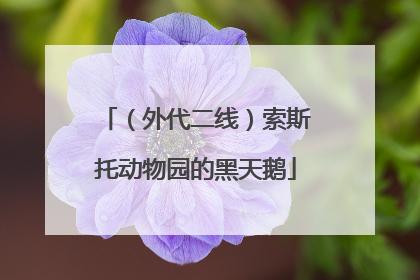（外代二线）索斯托动物园的黑天鹅